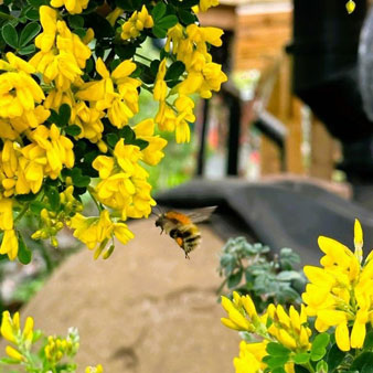 Lets Bee Sustainable! - gallery -2